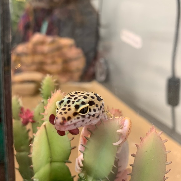 Meet your Posher, Irene - Picture 4 of 6